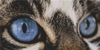(image for) Through the Eye - Tabby Cat